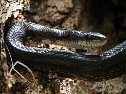 Maryland Snakes - Species And Info - Kirkwood Pest Control